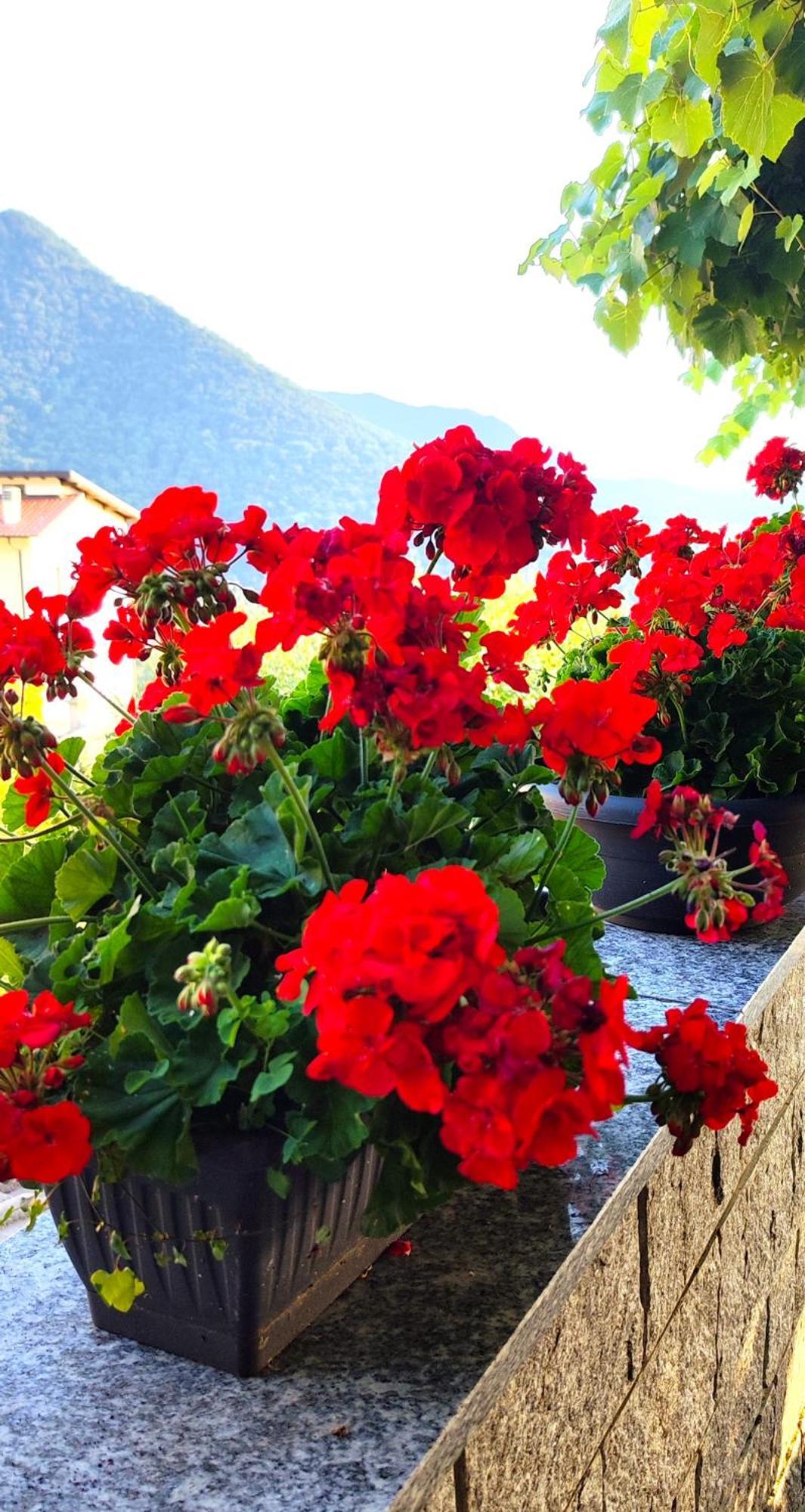 Ristorante Bellavista Con Locanda Veleso Dış mekan fotoğraf